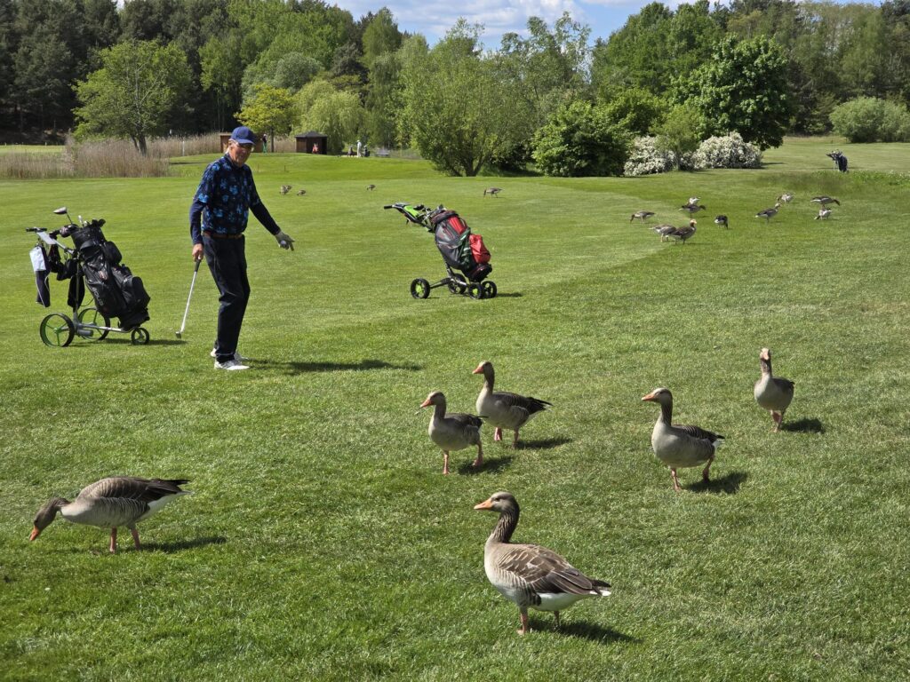Friedliches Miteinander auf dem Golfplatz Gatow (2025)