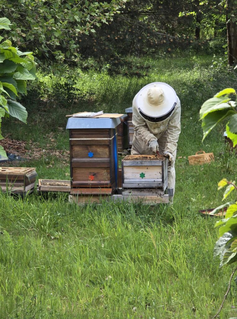 Imker und Bienenstöcke auf dem Golfplatz (2025)