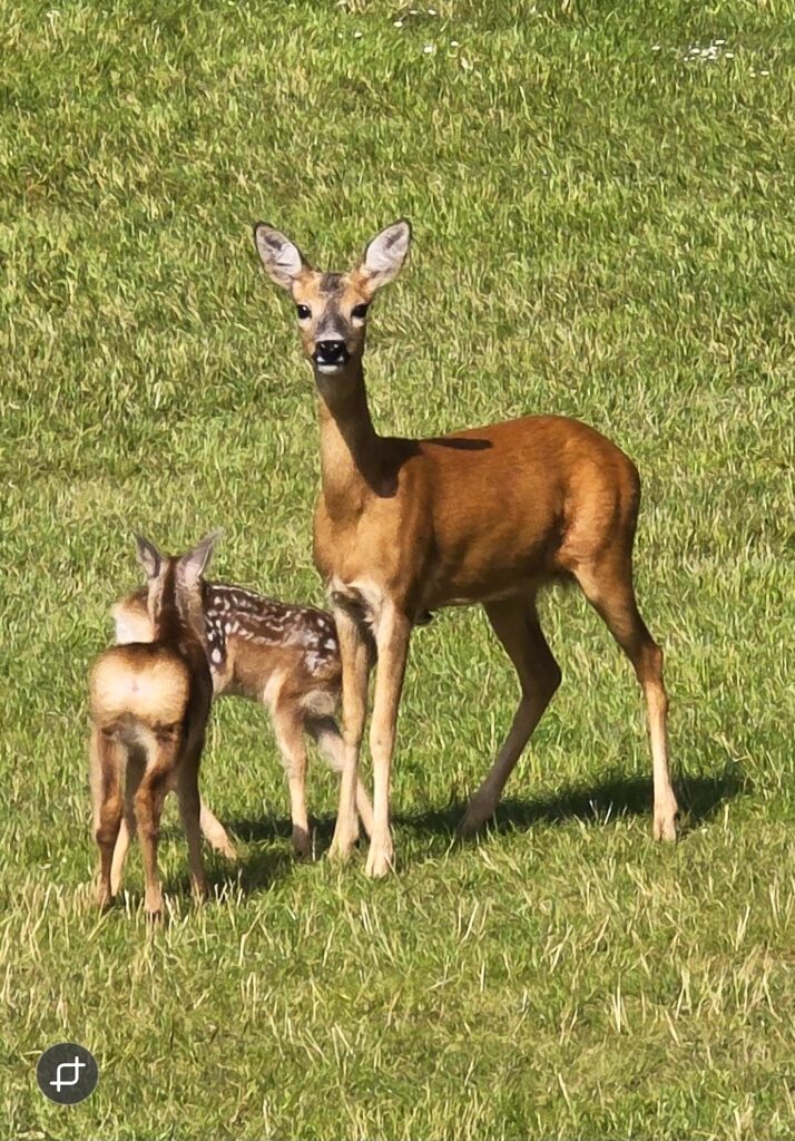 Ricke mit 2 Kitzen auf dem Golfplatz (2025)