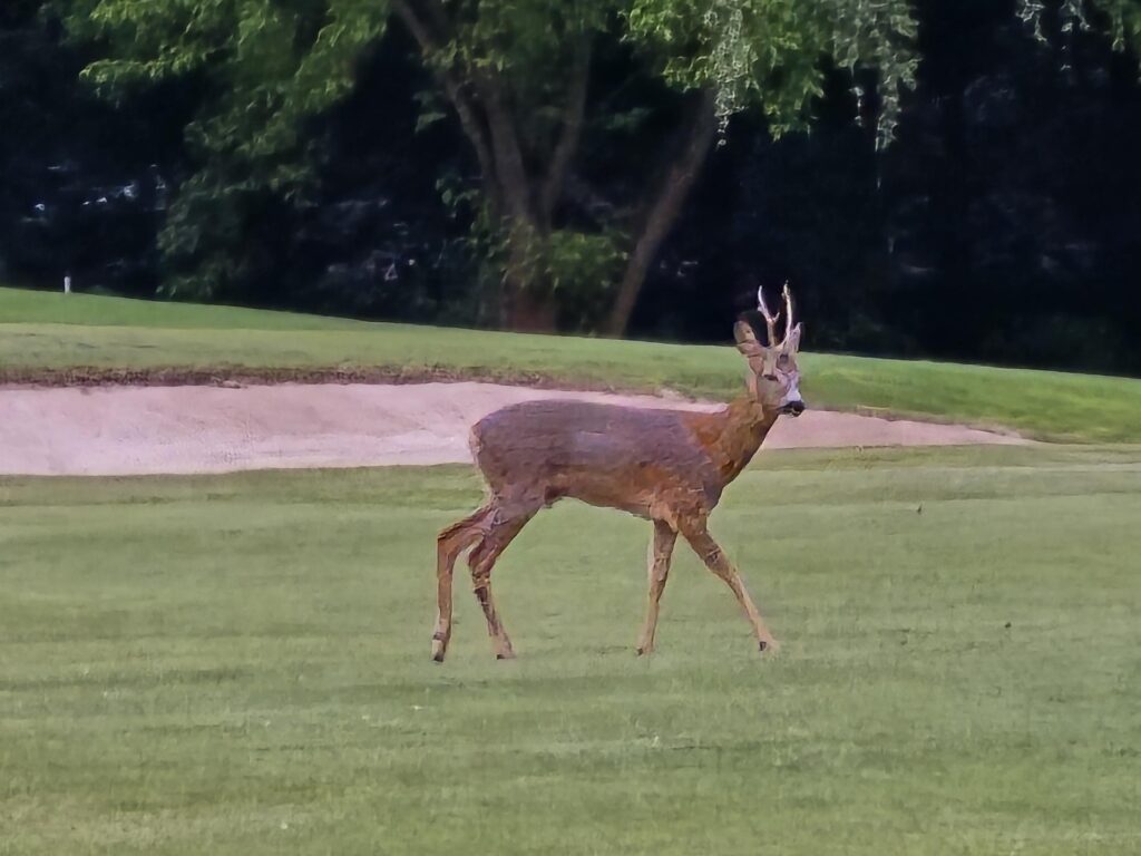 Rehbock auf dem Golfplatz (2025)